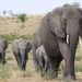 Elephant Gores Farmer In Ogun