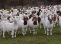 Goats Top List With 138.95 Million As Nigeria Livestock Population Hits 273.80 Million  –  NBS