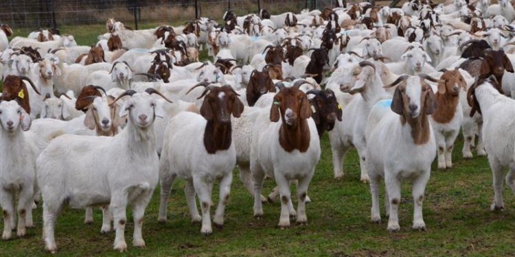 Goats Top List With 138.95 Million As Nigeria Livestock Population Hits 273.80 Million  –  NBS