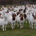 Goats Top List With 138.95 Million As Nigeria Livestock Population Hits 273.80 Million  –  NBS