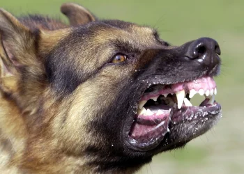 Rabies Scare In Enugu: Government Confirms Outbreak, Issues Urgent Safety Alert