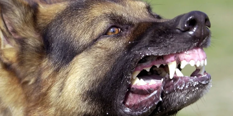 Rabies Scare In Enugu: Government Confirms Outbreak, Issues Urgent Safety Alert