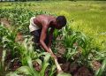 Nigerians Returning To Farming Out Of Necessity, Not Deliberate – AFAN