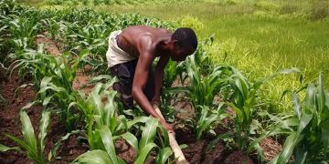 Nigerians Returning To Farming Out Of Necessity, Not Deliberate – AFAN