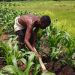 Nigerians Returning To Farming Out Of Necessity, Not Deliberate – AFAN