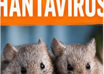 No Hantavirus Case in Nigeria, NCDC Assures Amid Outbreak In Global Cruise Ship