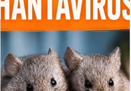 No Hantavirus Case in Nigeria, NCDC Assures Amid Outbreak In Global Cruise Ship