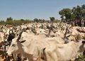Yari Donates 500 Cows to Zamfara APC Members Ahead of Eid-el-Kabir
