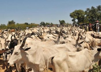 Yari Donates 500 Cows to Zamfara APC Members Ahead of Eid-el-Kabir