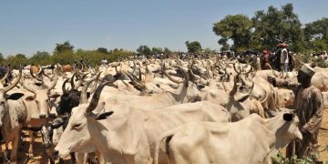 Yari Donates 500 Cows to Zamfara APC Members Ahead of Eid-el-Kabir
