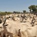Yari Donates 500 Cows to Zamfara APC Members Ahead of Eid-el-Kabir