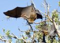 Tragic: 11-Year-Old Boy Dies of Rabies After He Woke Up to Find Bat On His Nose During Family Vacation