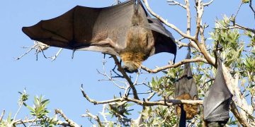 Tragic: 11-Year-Old Boy Dies of Rabies After He Woke Up to Find Bat On His Nose During Family Vacation