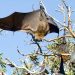 Tragic: 11-Year-Old Boy Dies of Rabies After He Woke Up to Find Bat On His Nose During Family Vacation