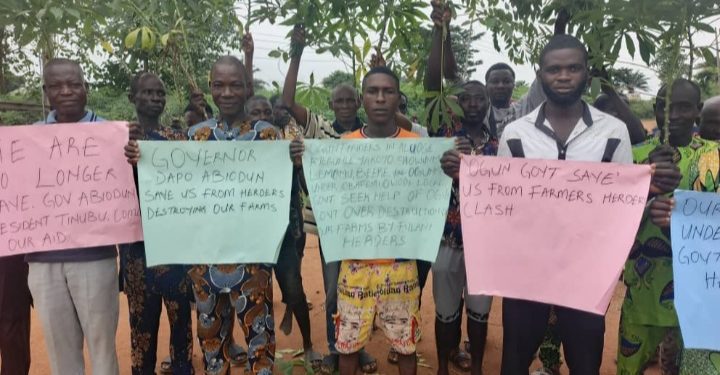 ‘N100m Gone’: Ogun Farmers Protest Herders’ Destruction, Beg Tinubu, Abiodun for Help