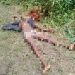 Troops Raid IPOB/ESN Camps in Anambra, Kill One Fighter, Seize Guns, Bomb Materials