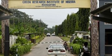 Scientists as Contract Supervisors: How Nigeria Swapped Its Cocoa Crown for Political Infrastructural Contracts!