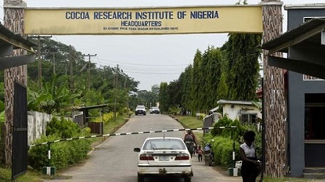 Scientists as Contract Supervisors: How Nigeria Swapped Its Cocoa Crown for Political Infrastructural Contracts!