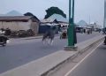 Two Knocked Down as Loose Horse Rampages on Road in Gombe