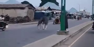 Two Knocked Down as Loose Horse Rampages on Road in Gombe