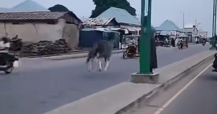 Two Knocked Down as Loose Horse Rampages on Road in Gombe