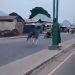 Two Knocked Down as Loose Horse Rampages on Road in Gombe