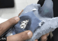 Customs Catch Drug – Smuggling Pigeon Carrying 178 Pills in Tiny Backpack