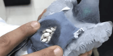 Customs Catch Drug – Smuggling Pigeon Carrying 178 Pills in Tiny Backpack