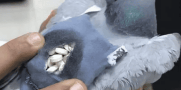Customs Catch Drug – Smuggling Pigeon Carrying 178 Pills in Tiny Backpack