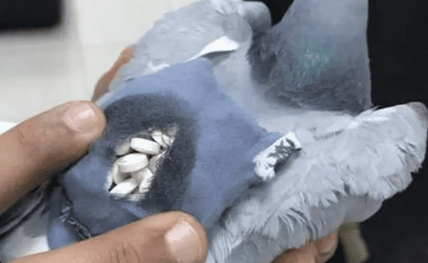 Customs Catch Drug – Smuggling Pigeon Carrying 178 Pills in Tiny Backpack
