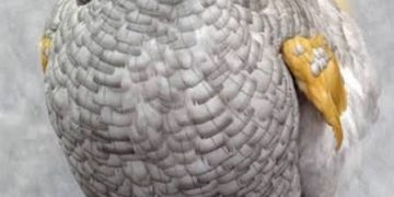 “I Won’t Be Everywhere” as Chichidodo, Maggots-Loving Bird