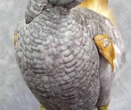 “I Won’t Be Everywhere” as Chichidodo, Maggots-Loving Bird
